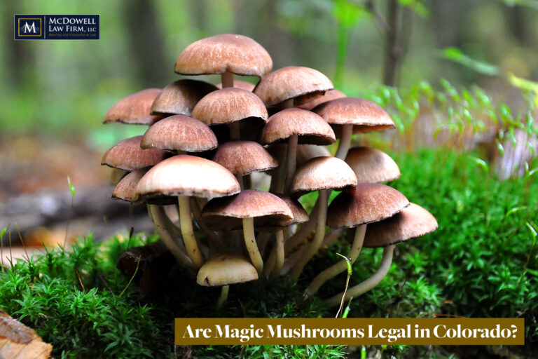 Are Magic Mushrooms Legal in Colorado